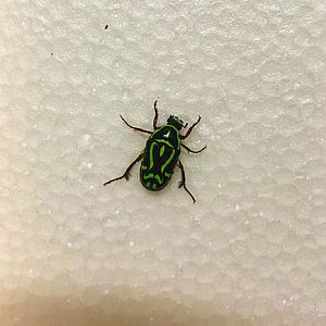 Fiddle Beetle (Eupoecila australasiae)