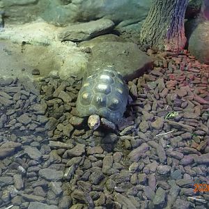 Red-footed Tortoise (Chelonoidis carbonarius)