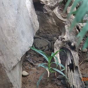 Cane Toad (Rhinella marina)