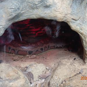 Blood Python (Python curtus)