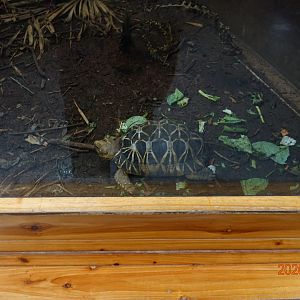 Burmese Star Tortoise (Geochelone platynota)