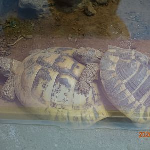 Greek Tortoise (Testudo graeca)
