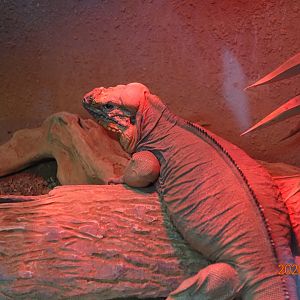 Rhinoceros Iguana (Cyclura cornuta)