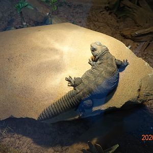 Bell's Dabb Lizard (Uromastyx acanthinura)
