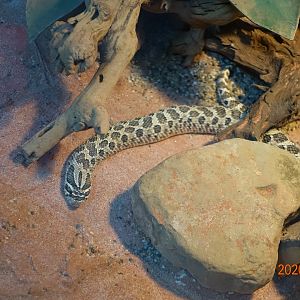 Western Hognose Snake (Heterodon nasicus)