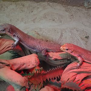 Sudan Plated Lizard (Gerrhosaurus major)