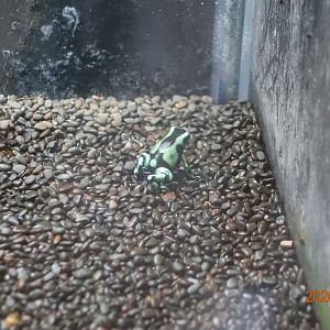 Green And Black Poison Dart Frog (Dendrobates auratus)