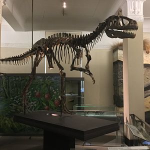 Cryolophosaurus ellioti (Skeleton)