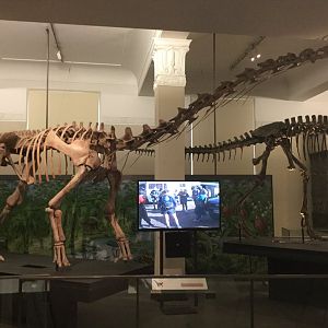 Malawisaurus dixeyi (Skeleton)