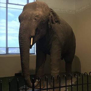 Rajah the Indian Elephant (1917-1936)