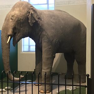 Rajah the Indian Elephant (1917-1936)