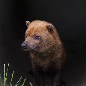 Bush dog (Speothos venaticus)