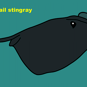 Short-tail stingray (Bathytoshia brevicaudata)