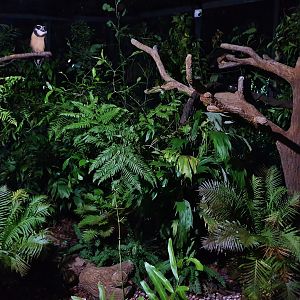 Fishing Cat Trail - Spectacled Owl