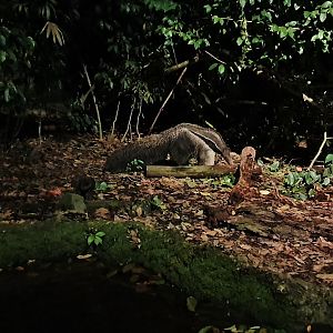 Fishing Cat Trail - Giant Anteater