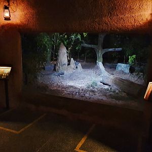 East Lodge Trail - Aardvark exhibit