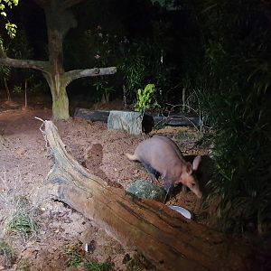 East Lodge Trail - Aardvark