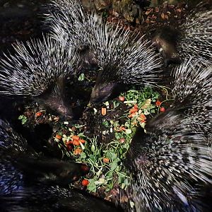 Leopard Trail - Indian Crested Porcupines