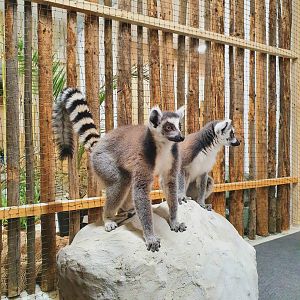 Lemur catta || African Savanna