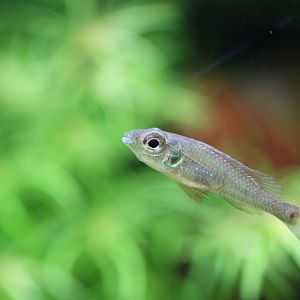 ID Biotoecus opercularis or Biotoecus dicentrarchus ?