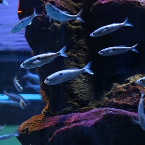 ID Spicara maena or smaris ?