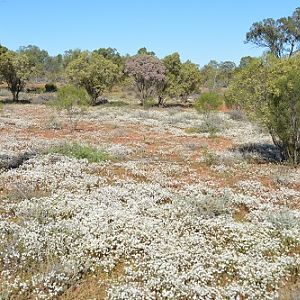 Wildflowers after rains in semi-desert.