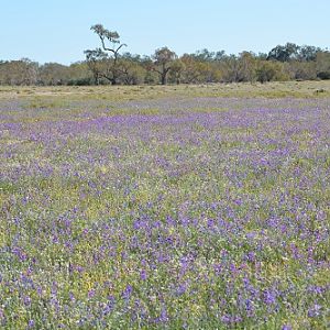 Wildflowers after rains.