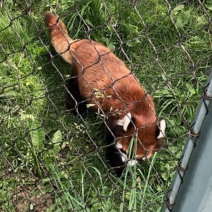 Red Panda