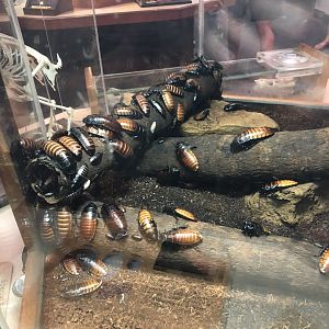 Madagascar Hissing Cockroach Colony