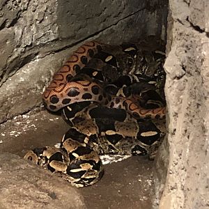 Brazilian Rainbow Boa and Boa Constrictor
