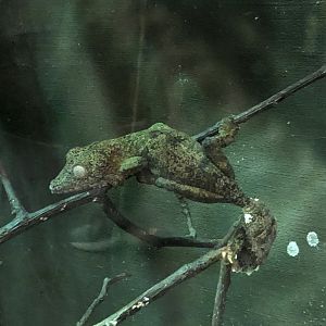Mossy Leaf-Tailed Gecko
