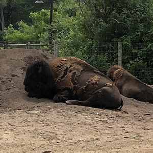 American Bison