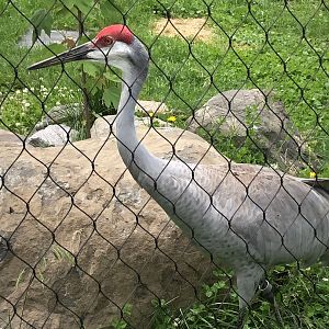 Sandhill Crane