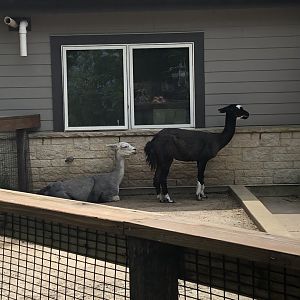 Alpacas