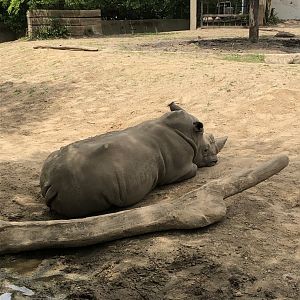 "Harmon" the Southern White Rhinoceros