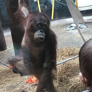 "Kawan" the Bornean Orangutan