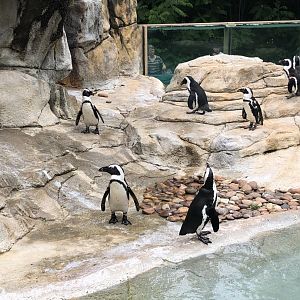 African Penguin Colony