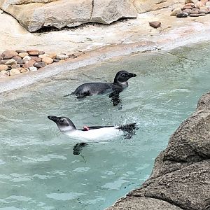 African Penguin Chicks