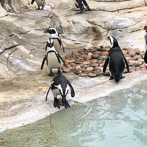 African Penguins