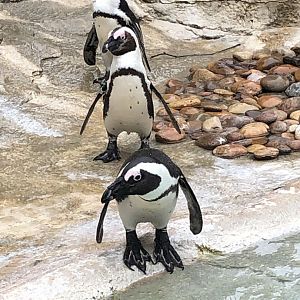 African Penguins