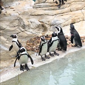 African Penguins