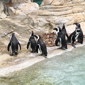 African Penguins