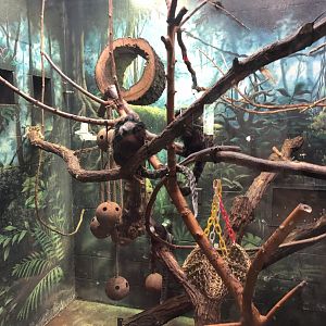Geoffroy's Marmoset Exhibit