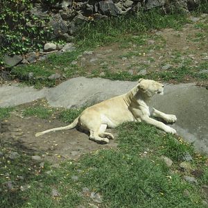 white lioness