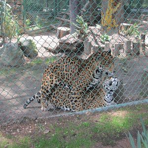 MEXICAN JAGUARS MATING