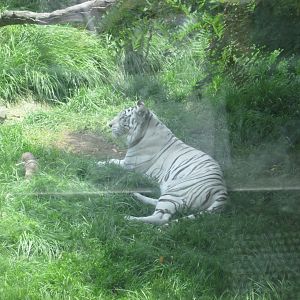 WHITE BENGAL TIGER