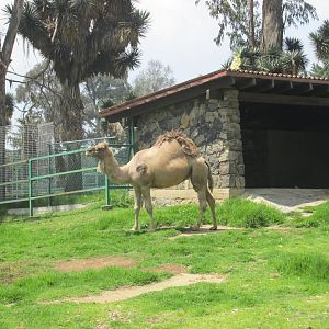 DROMEDARY CAMEL ZOOLOGICO DE ZACANGO