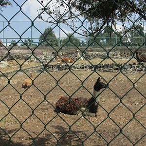 LLAMA AND GUANACO ENCLOUSURE