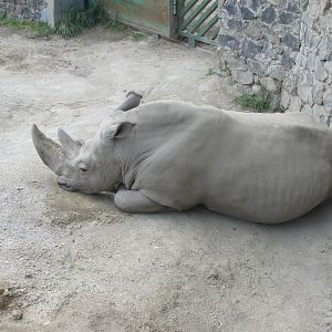 WHITE RHINOCEROS