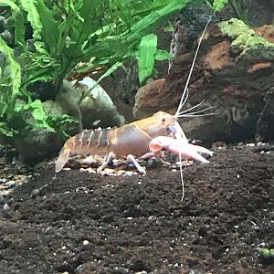 Shedd Aquarium: Crayfish